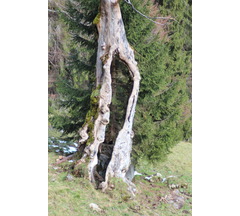 November 2012 im Allgäu (2)
